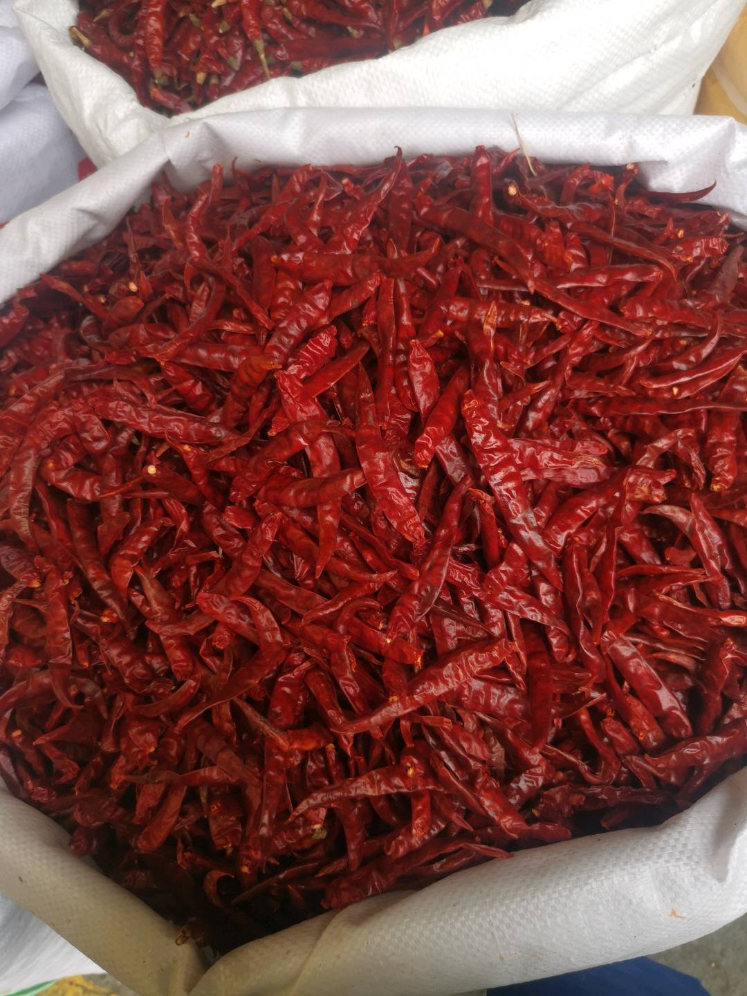 龙志强